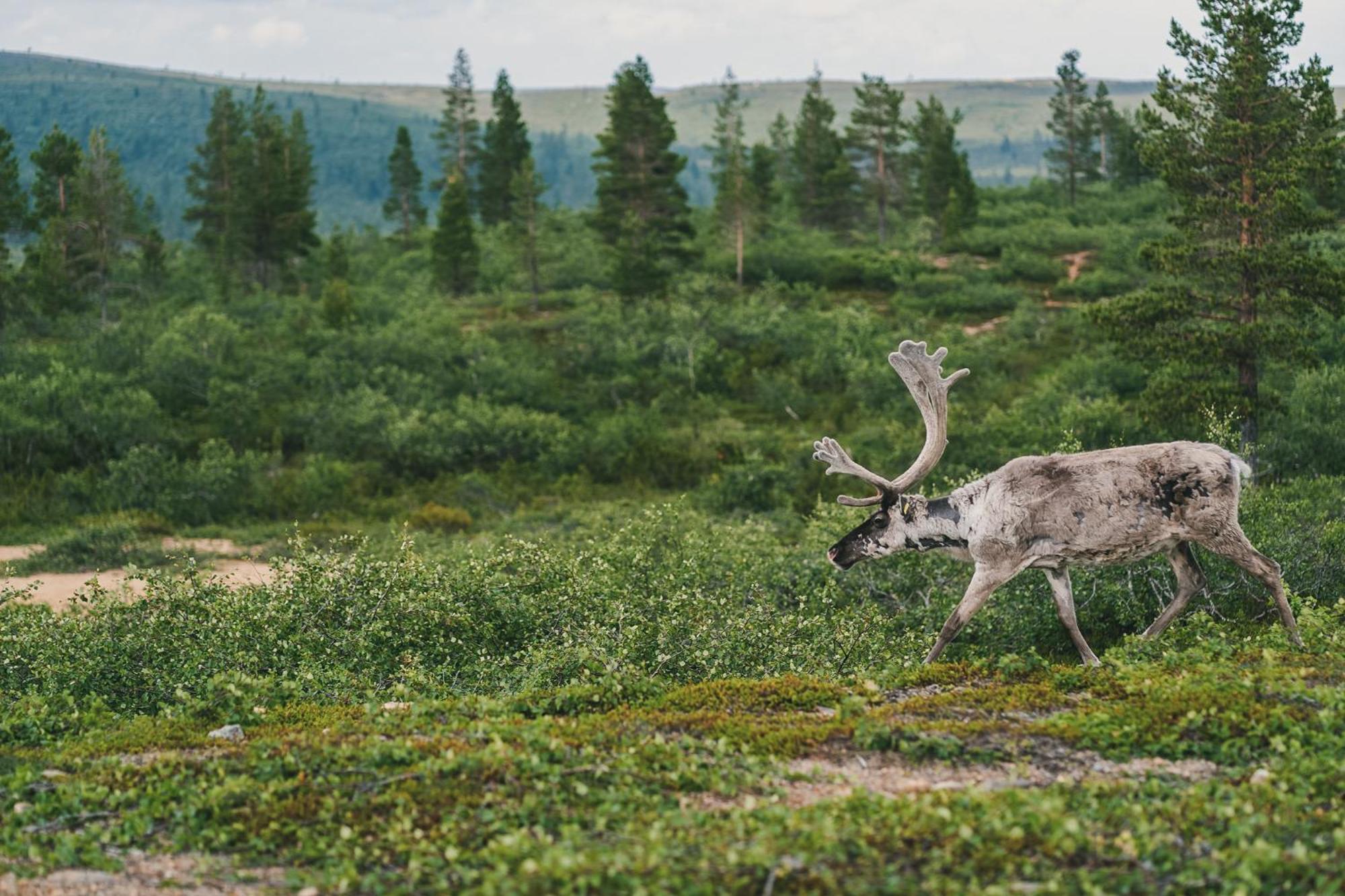 Fell Centre Kiilopaeae, Hotelli Niilanpaeae Saariselkä Eksteriør billede